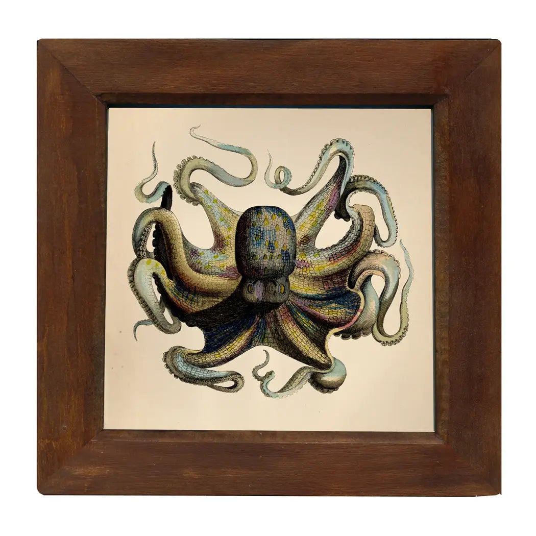 Octopus Vintage Print Behind Glass