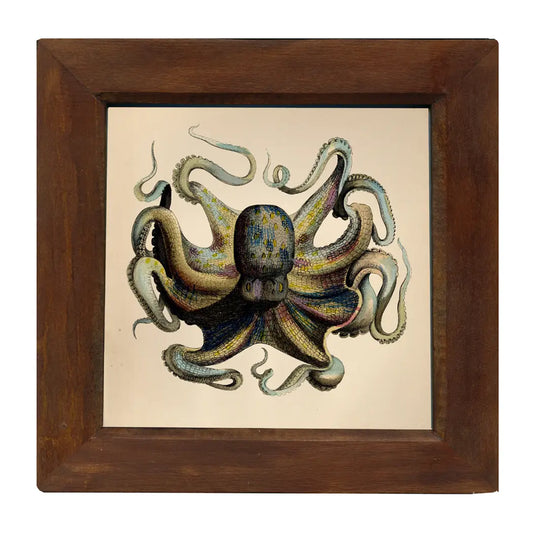 9-3/4" X 9-3/4" Octopus Framed Print Behind Glass