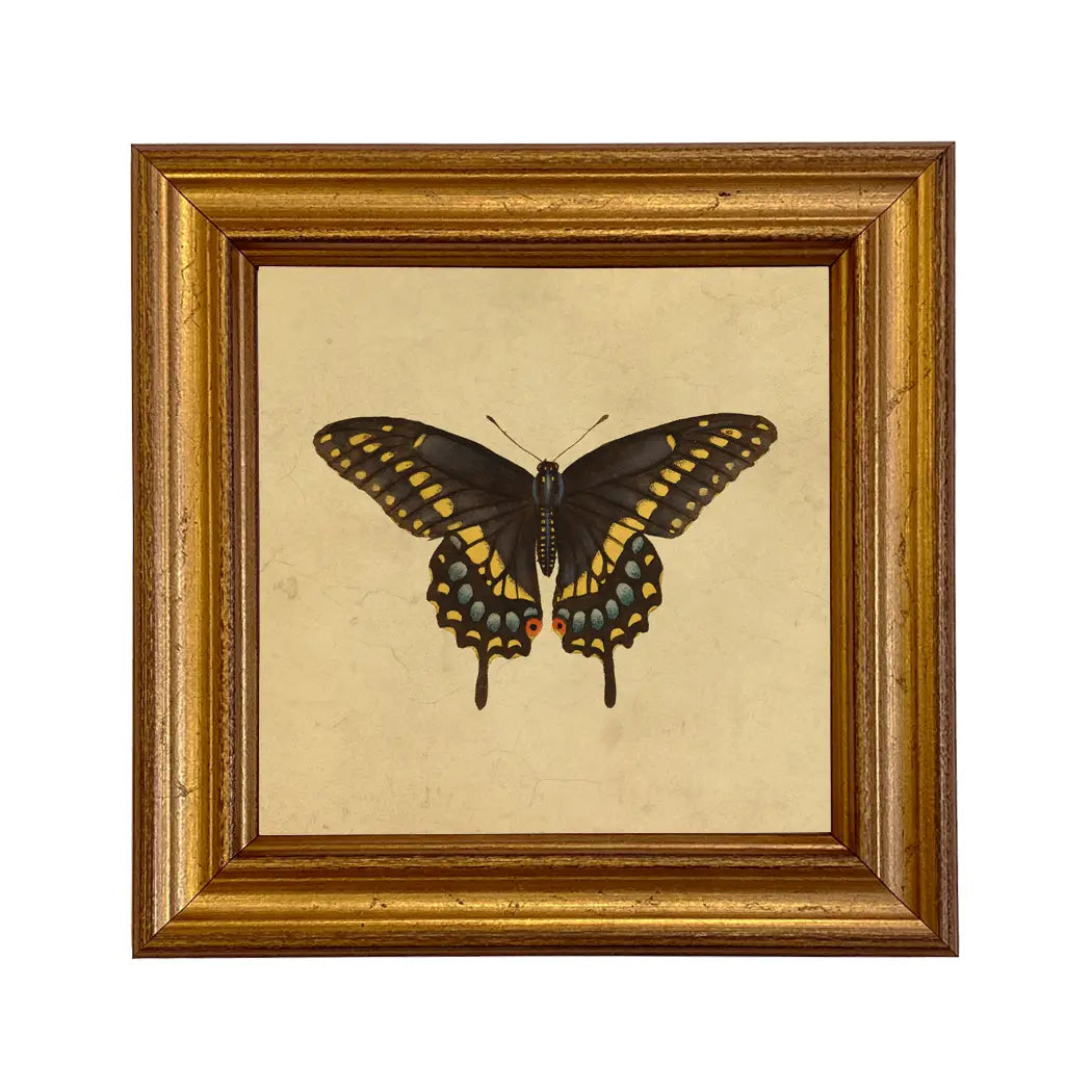 Eastern Black Swallowtail Butterfly Vintage Style Print
