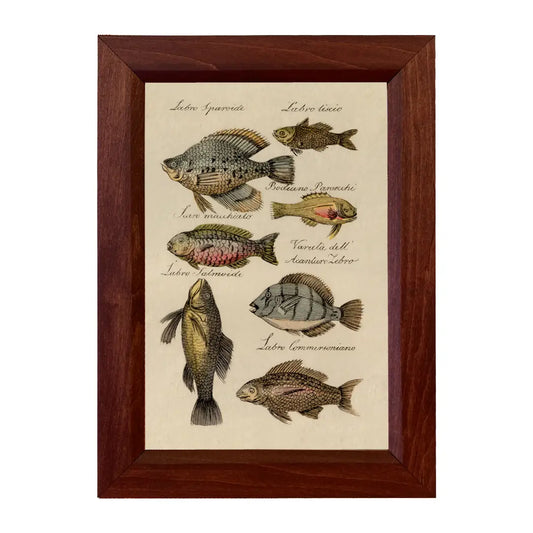 Fish Illustration Framed Print Behind Glass